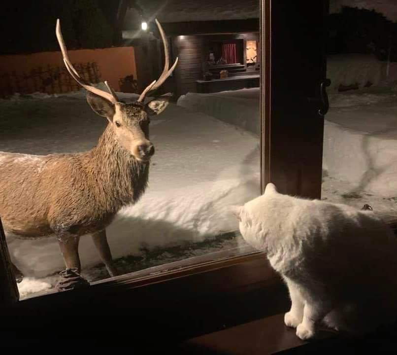 🇫🇷 Rencontre entre un cerf et un chat. Magnifique photo prise ce 14 décembre à 5h du matin, dans la vallée de Chamonix ! 🤩

📸 Florence Kielholz