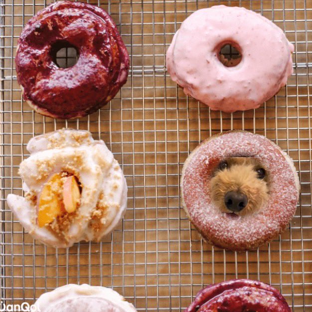 meter1663's tweet photo. めろ君
ドーナッツからひょっこりわん🍩

#世界の銘菓でひょっこりわん 
#wanqol https://t.co/Qwm8JWEe5V