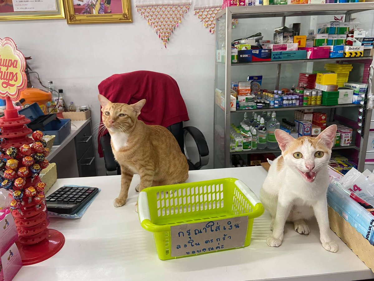 translated cats tweet media