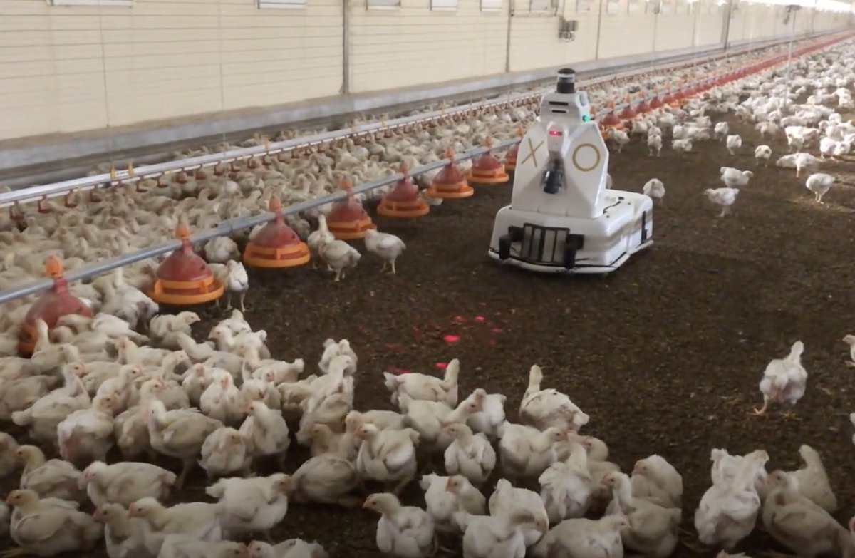 OBiosafety's tweet photo. #actu 🔥 🔥 🔥 Nouvelle #vidéo disponible ! 
👉 Entrez dans le monde de la #robotique #avicole et découvrez le #robotXO comme vous ne l’avez jamais vu 🎦 
🔗 C'est PAR ICI : https://t.co/8cTkNoZ9Um https://t.co/m831eKSCTk