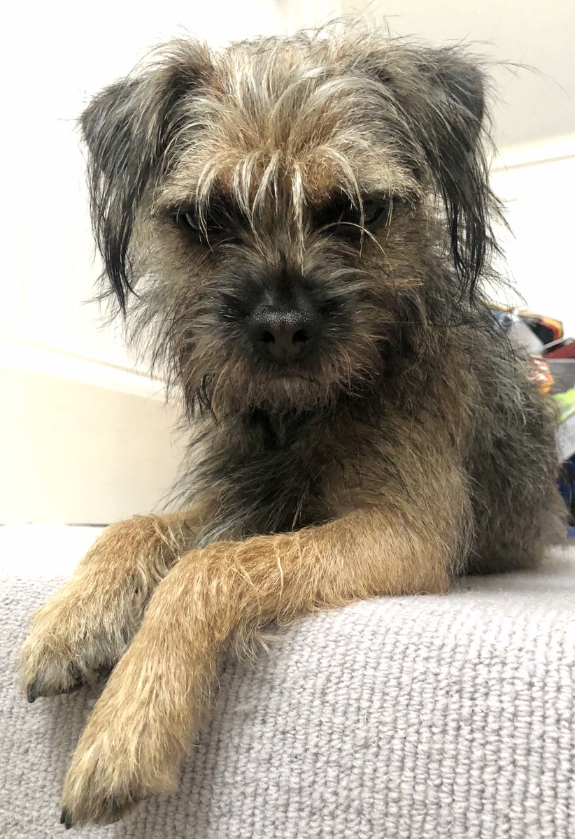 A scrufflepuff of a terrier