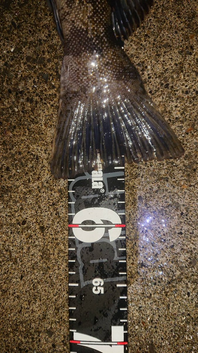GenNakata1's tweet photo. しばらくアップしていなかったのでアイナメの釣果だけ。
52,56,40overと今年はいい感じです。
それにしても海水温が高いですね…🤔 https://t.co/CJcp1yIvYF