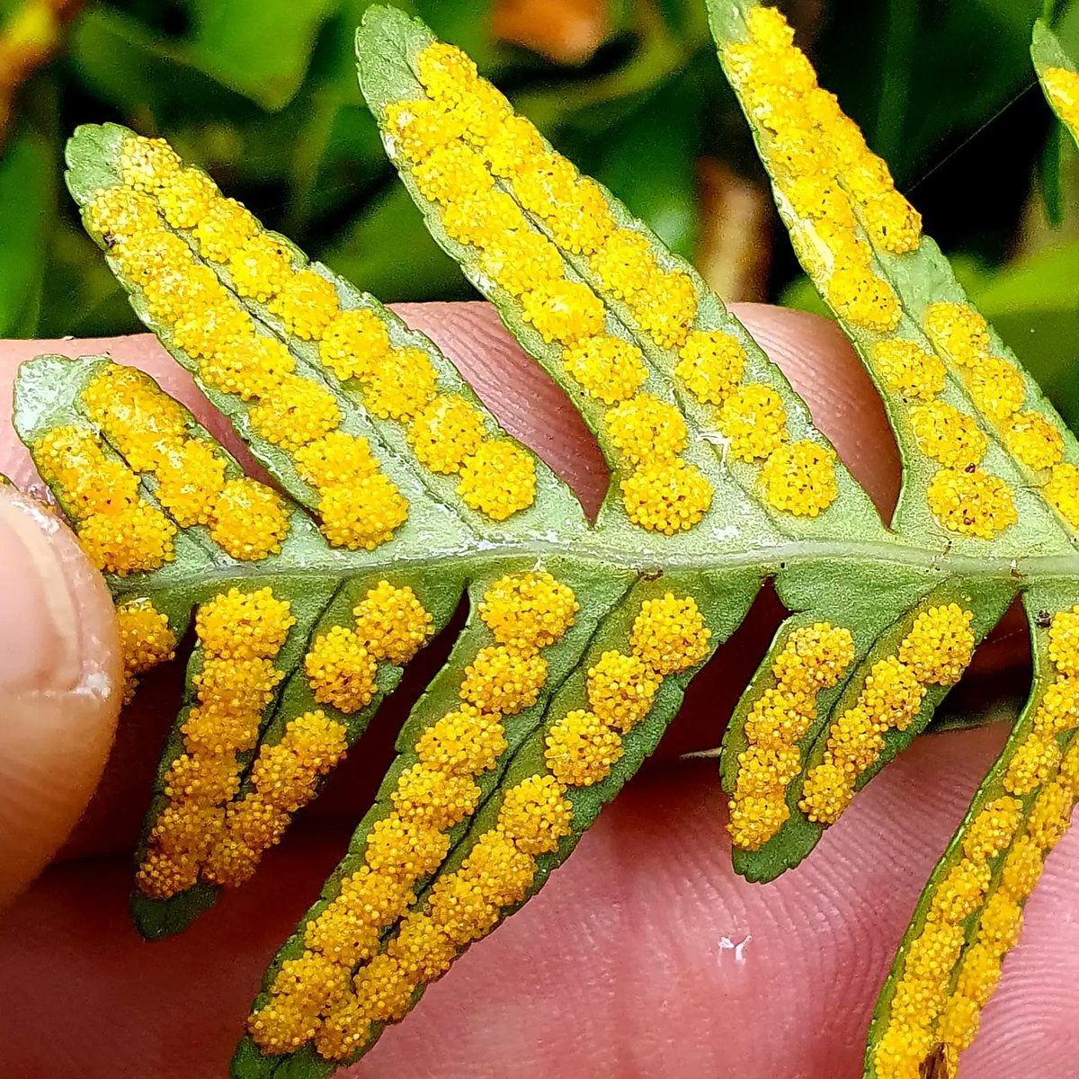 cormac_mcginley's tweet photo. Brightly coloured fern spores on this Polypodium sp. @fallshotelandspa, County Clare, Ireland.
https://t.co/XbNQbUvaTI Walking tours
#wildatlanticway #walkingtour #discoverireland #keepdiscovering #fallshotel #failteireland #fillyourheartwithireland #fern #spores https://t.co/GFzIqYt3f1