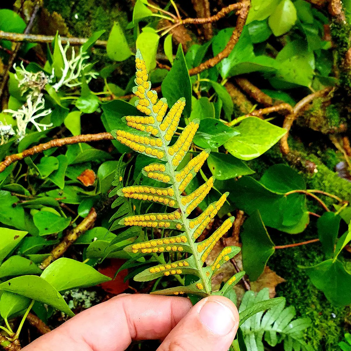 cormac_mcginley's tweet photo. Brightly coloured fern spores on this Polypodium sp. @fallshotelandspa, County Clare, Ireland.
https://t.co/XbNQbUvaTI Walking tours
#wildatlanticway #walkingtour #discoverireland #keepdiscovering #fallshotel #failteireland #fillyourheartwithireland #fern #spores https://t.co/GFzIqYt3f1