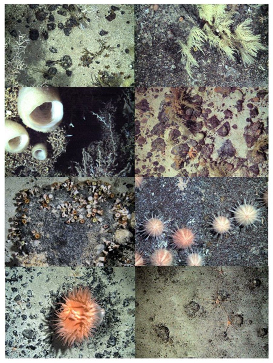 NEW PAPER 🚨🎉: "Climate Mitigation through Biological #Conservation: Extensive and Valuable #BlueCarbon #NaturalCapital in Tristan da Cunha’s Giant Marine Protected Zone" 📜🌎

Open access here: mdpi.com/2079-7737/10/1…