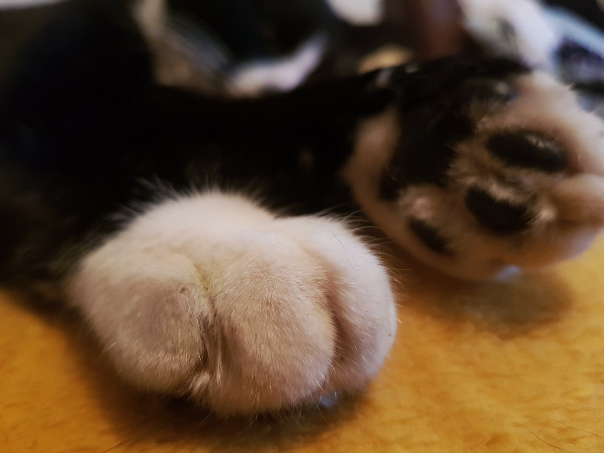 OdetteDewhurst's tweet photo. #CatStatus Alan and his huge, pillowy-soft, freaky-toed feeties ๐ https://t.co/EgypZQyC5Y