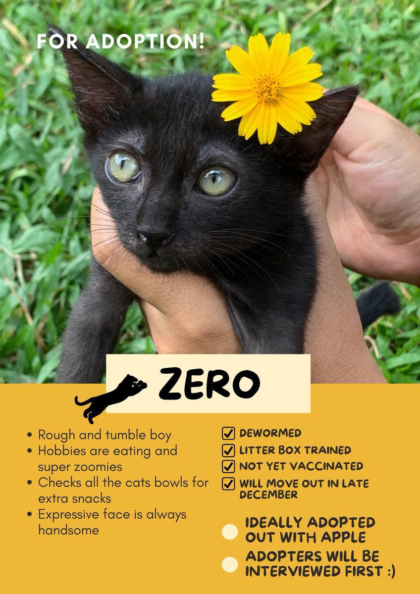 EcoFriendlyKidd's tweet photo. Any peeps from Metro Manila looking for cats to adopt? I have 4 adorable babies looking for their forever home!

(but also caring for all of them is keeping me so busy i cant play ACNH. pls take them in. i want to play again haha) https://t.co/kdHljUncyo