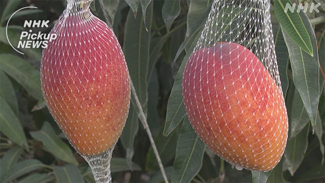 Nhkニュース 1分でわかるニュース 最新のニュースを映像と字幕でお伝えします 国交省 統計問題 首相が第三者委設置を指示 農林水産物や食品の輸出額 初の1兆円超に 真冬の北海道でマンゴー収穫 ほか T Co Zqanbaavph T Co