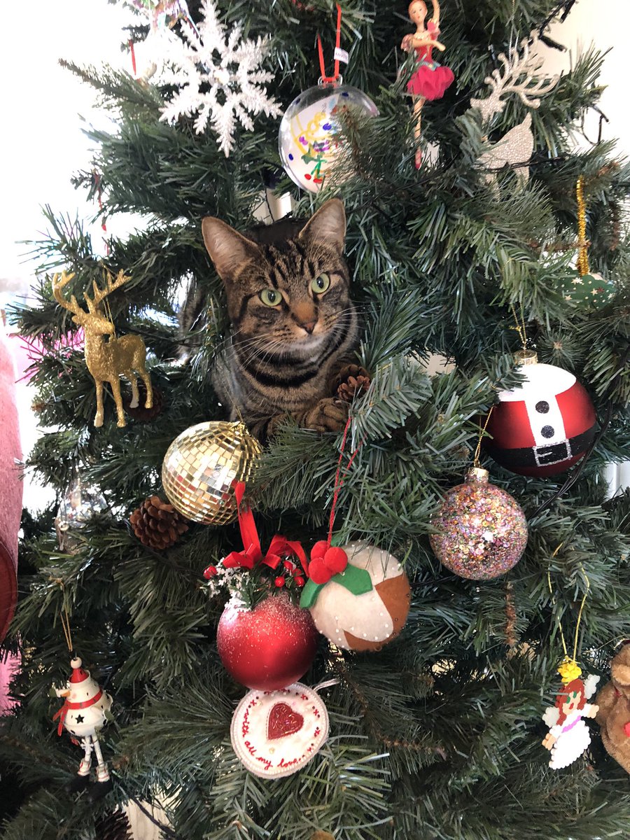 LouGwynnGibson's tweet photo. #CatVsXmasTree or more specifically, Bob Vs Xmas tree. Bob always wins, whilst the fairy, snowman, reindeer and ballerina are getting a little fed up of flying across the lounge 5 times a day! #CatsOfTwitter https://t.co/P9DmdlSK5T