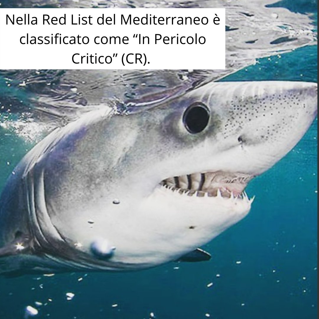 🔹Lo smeriglio (Lamna nasus) appartiene alla famiglia dei Lamnidae e abita le acque fredde e temperate del globo.🌍

🔹Se hai visto uno squalo, faccelo sapere tramite i nostri canali social o usando l'hashtag #sharkpulse📱
Contribuisci anche tu alla ricerca!🔬