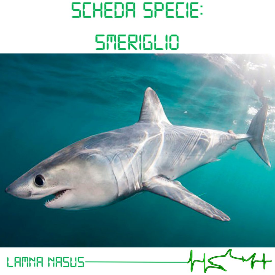 sharkPulse_italia tweet media