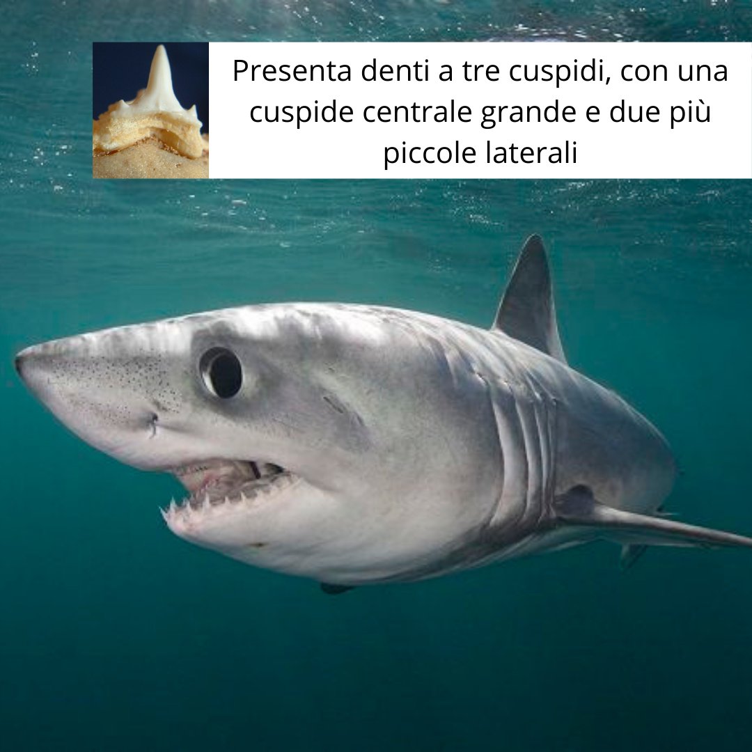 sharkPulse_italia tweet media