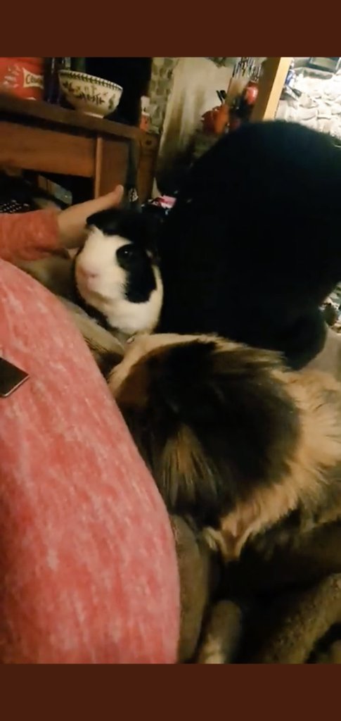 michbro85's tweet image. Gilberts face after Pepsi sits on his head 🤣🤣 Bubbles is like are you ok Gilbert!? #howrude