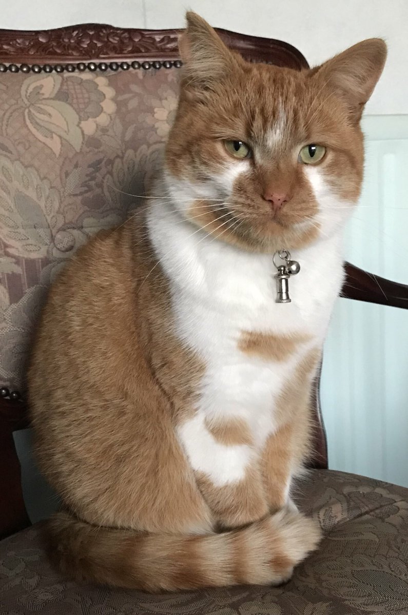 Miles is still missing from Gilford Road, Portadown, N Ireland.  It’s been 16 days now.  I miss my boy so much, I really need him home.  ❤️. Please please keep looking for him &amp; help me get him home for Christmas. #findmiles #portadown #NorthernIreland #lostcat