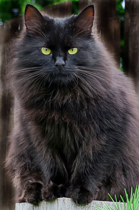 fluffy black cat staring intensely at the camera