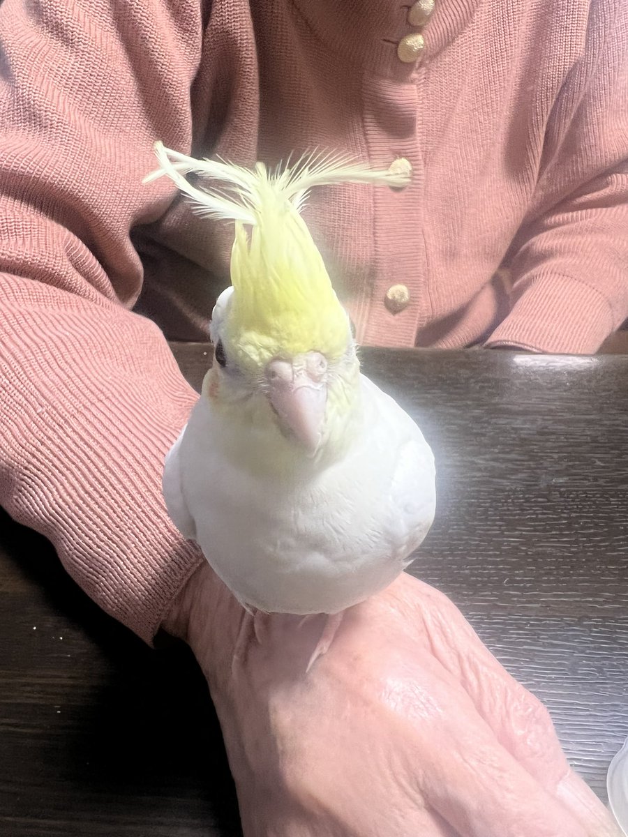 michoco20211012's tweet photo. オカメインコとセキセイインコを飼っていて、一緒の日��買って生まれた日も3日違いなだけで…初めは仲良かったのですが、日に日に喧嘩し始めて、トサカを突かれ、曲がりくねってしまいました😅カゴ別々にしたほうがいいのかなぁ😓 https://t.co/YMLrXUUDP6