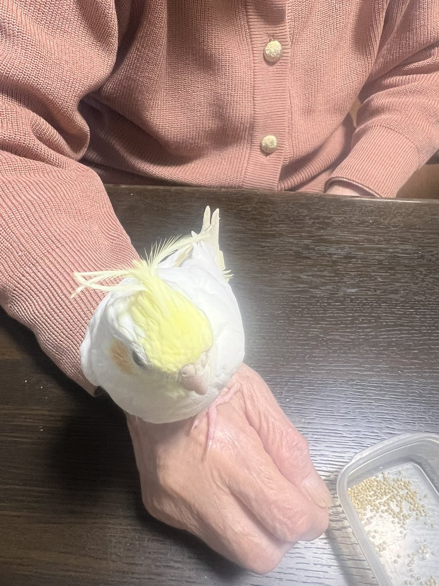 michoco20211012's tweet photo. オカメインコとセキセイインコを飼っていて、一緒の日��買って生まれた日も3日違いなだけで…初めは仲良かったのですが、日に日に喧嘩し始めて、トサカを突かれ、曲がりくねってしまいました😅カゴ別々にしたほうがいいのかなぁ😓 https://t.co/YMLrXUUDP6