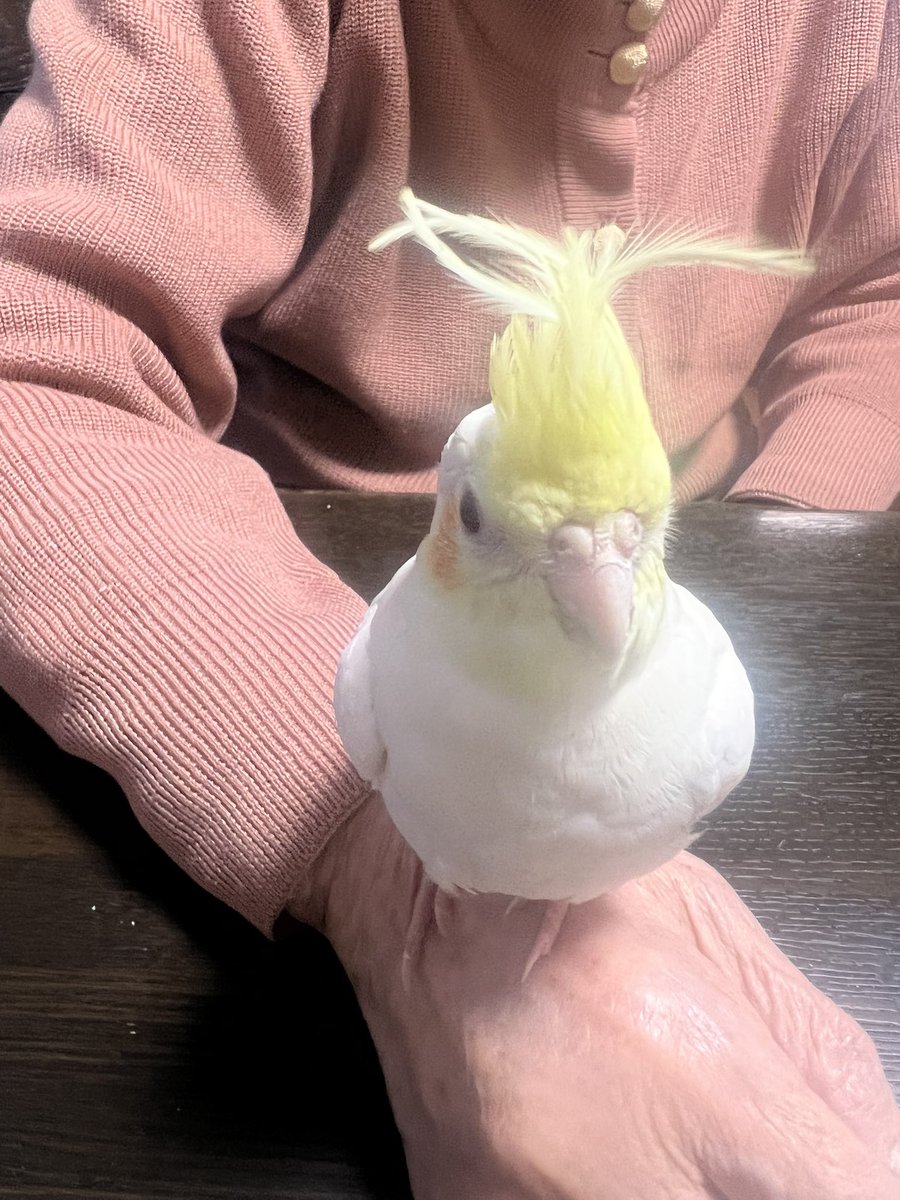 michoco20211012's tweet photo. オカメインコとセキセイインコを飼っていて、一緒の日��買って生まれた日も3日違いなだけで…初めは仲良かったのですが、日に日に喧嘩し始めて、トサカを突かれ、曲がりくねってしまいました😅カゴ別々にしたほうがいいのかなぁ😓 https://t.co/YMLrXUUDP6