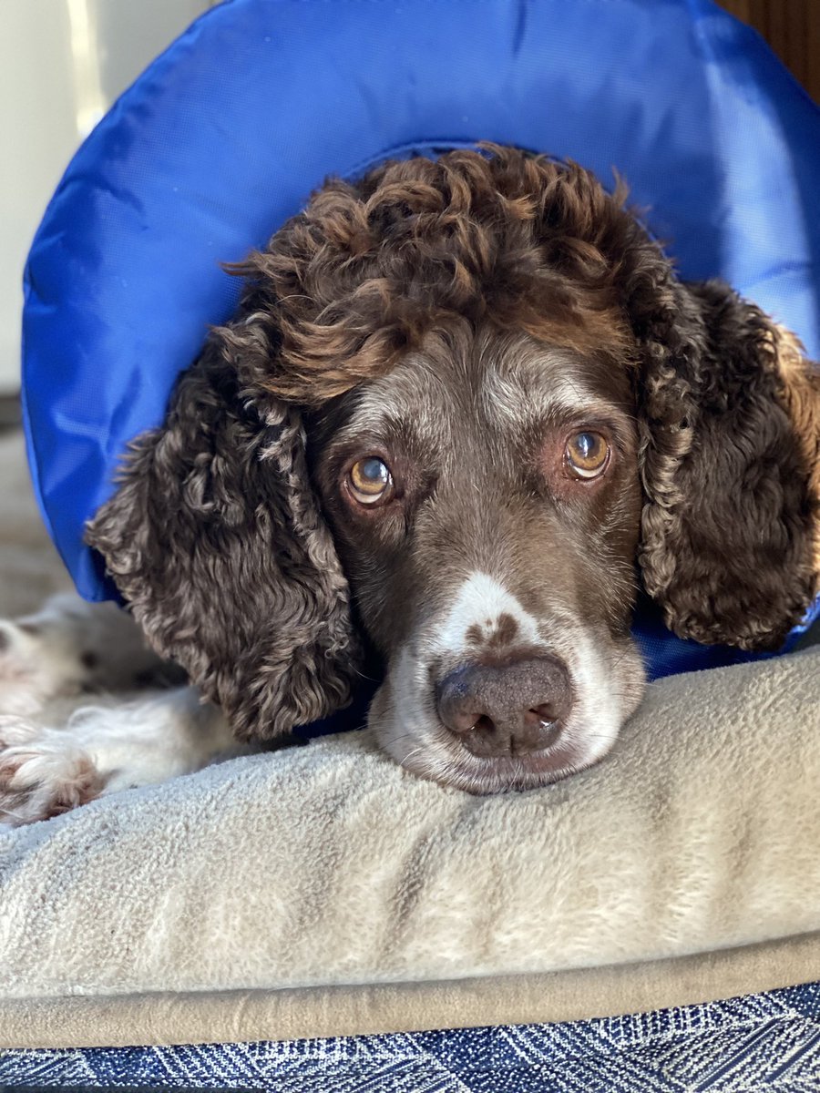 SpanielsSuper's tweet photo. Do I look as fed up as I feel? I do hope so! I didn’t mean to take the dressing off & lick the wound! It was an accident! There’s really no need for all this! #MeanMum #ConeOfShame #PoorSnoopy #ItsAllAMisunderstanding #PleaseTakeItOff #pleeeeease https://t.co/IWQv8zMXEV