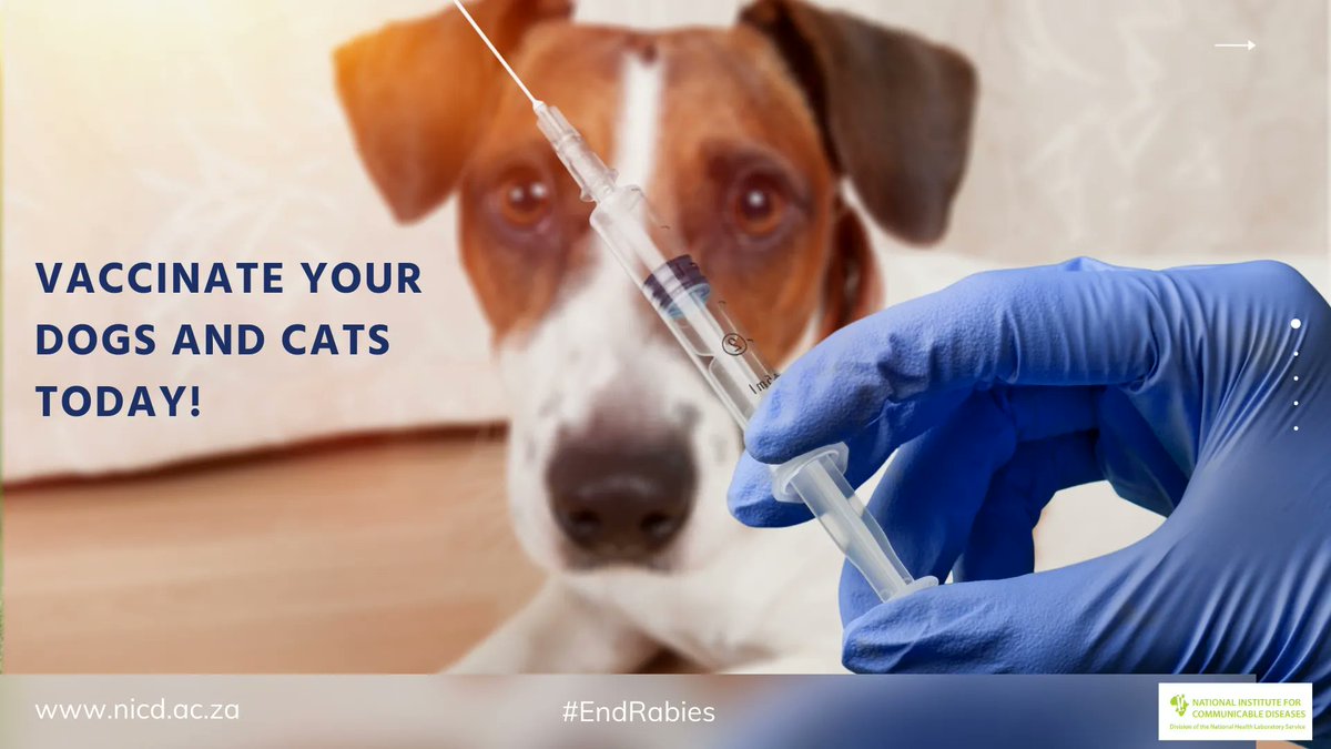 nicd_sa's tweet image. Curb the spread of rabies during the festive season. Vaccinate your dogs and cats today! #Endrabies. #TisTheSeasonToBeSafe
