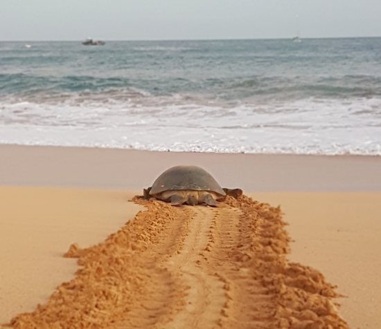 Blue Belt Programme tweet media