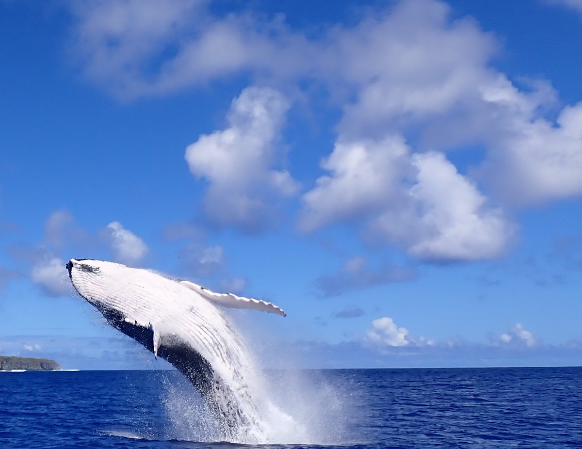 Blue Belt Programme tweet media