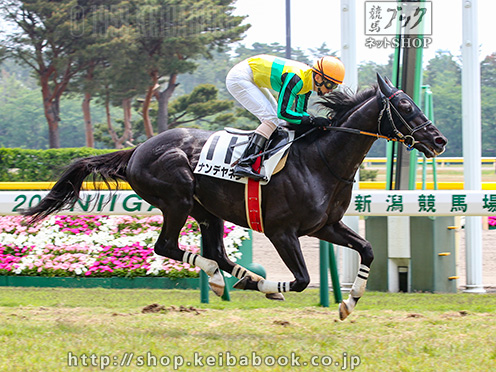 競走馬の名前が面白い よりすぐり10選 実況で面白さ倍増