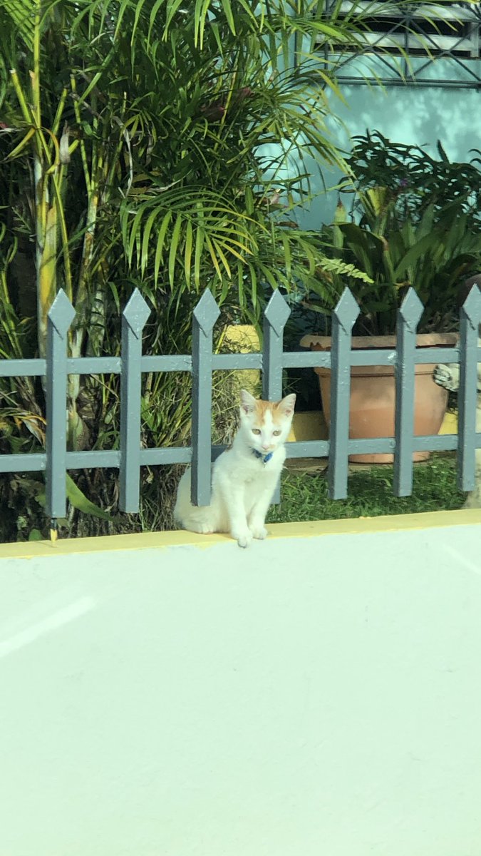 zuilangie's tweet photo. El comite de bienvenida😅😍#babykirvo #lovescats #calover #mybaby https://t.co/Xd11YurgIw