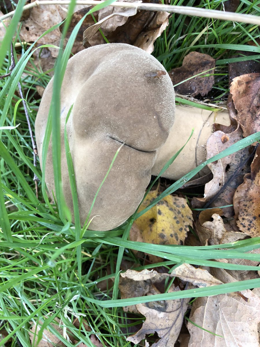lagoon33's tweet photo. @DWTBrownsea @Jazeyfantazy any fungi person know what these amazing fungi are ?? Seen this morning in grounds of Bmth Hospital in birch tree area ??? https://t.co/htxy3gdTsz