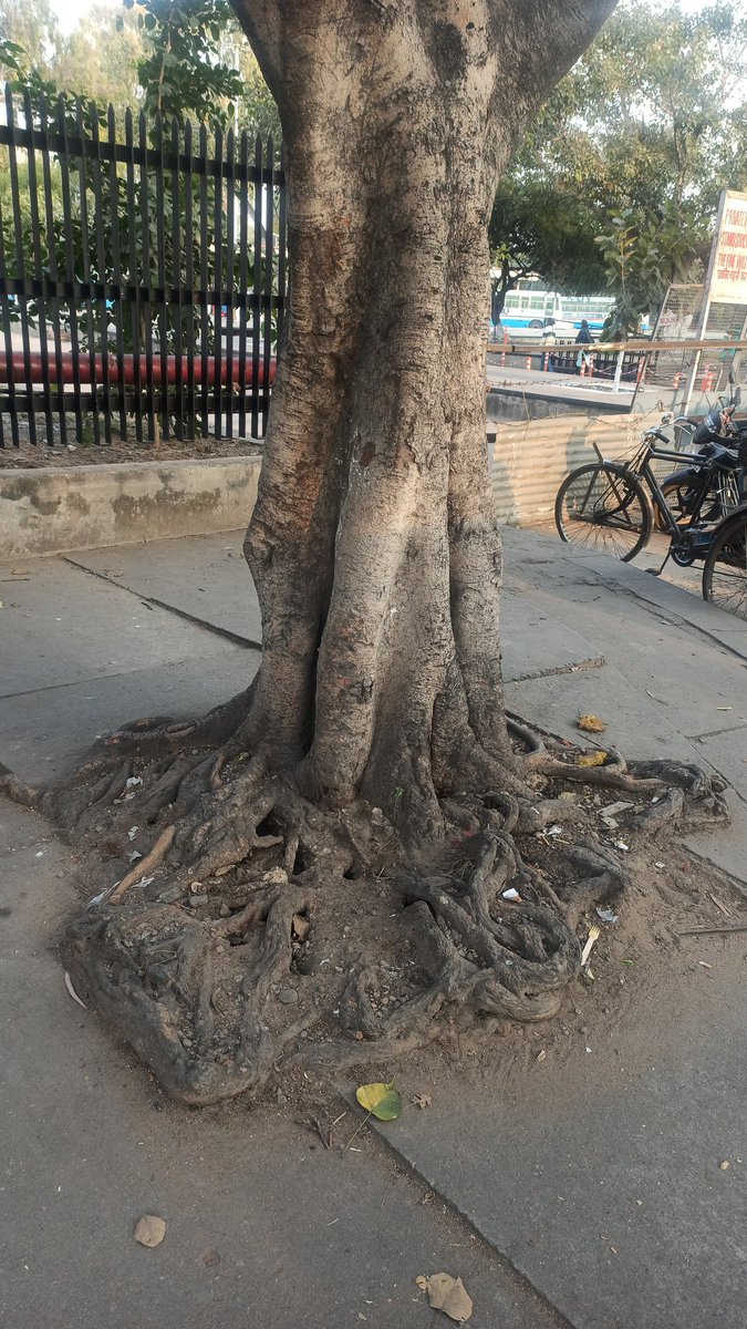 How trees are drying up in a sensitive City like chandigarh? No space for roots, ISBT sec17 CHD. Many more... <a href="/GirishDayalan/">Girish Dayalan</a> <a href="/ChandigarhAdmn/">Chandigarh DPR</a> <a href="/TOIChandigarh/">TOIChandigarh</a> <a href="/MCChandigarh/">Municipal Corporation Chandigarh</a> <a href="/PIBChandigarh/">PIB in Chandigarh</a> #Chandigarh <a href="/ddifs99/">Debendra Dalai</a>  hop 4 resolution 9053349086