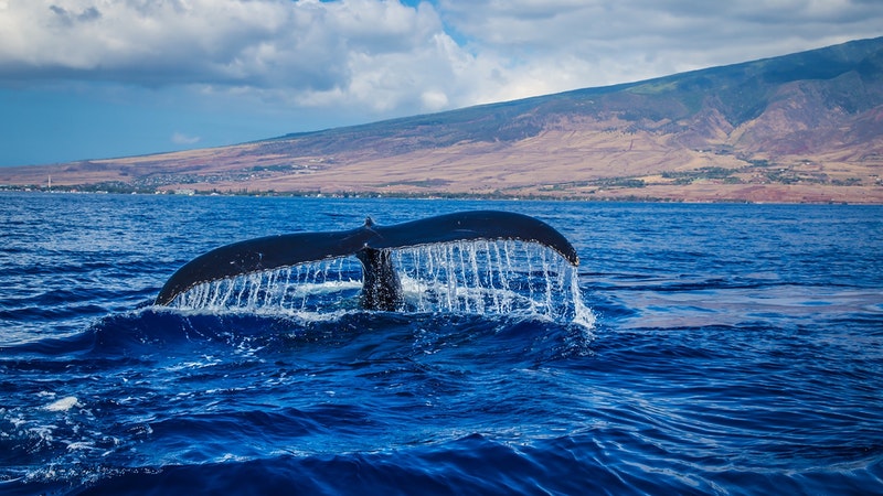 AlohaBruce's tweet image. Hawaii humpback whales return ow.ly/zxMs50GoRUc #hawaii #Humback