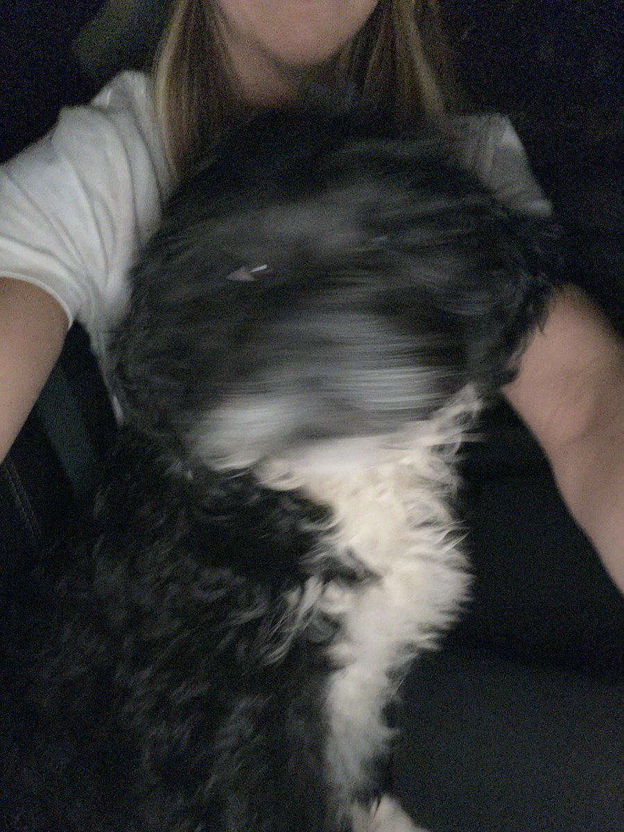 alyssajudd54's tweet photo. Dundie 💛 She was too excited for her new home to stay still for a picture https://t.co/MEWMWxDTzY