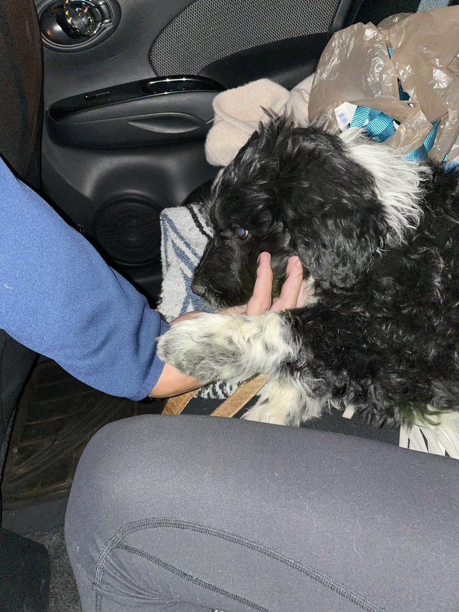 alyssajudd54's tweet photo. Dundie 💛 She was too excited for her new home to stay still for a picture https://t.co/MEWMWxDTzY