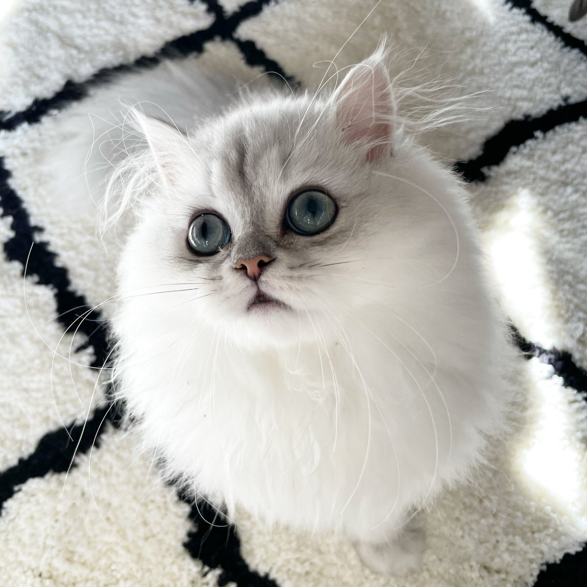 ん？ボールかな？笑
全部のフォルムが丸すぎる我が家の猫🐈❤︎❤︎