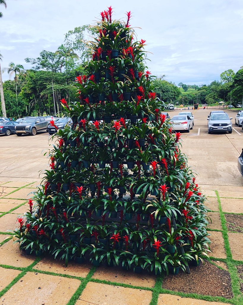 MAIRAVLEMOS's tweet photo. Enfim, uma árvore de natal original👏🎄 Araxá MG https://t.co/mIfBsv1HlU