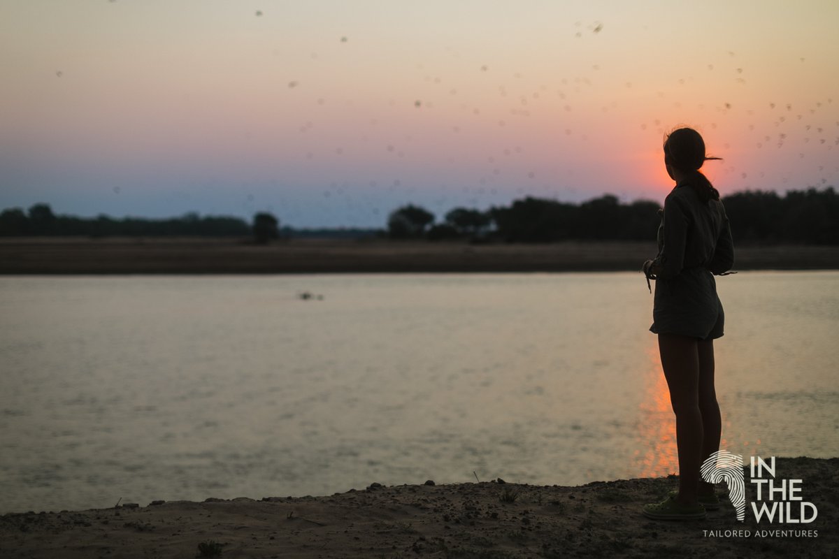 In The Wild tweet media