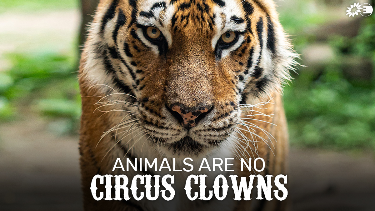 In the EU, wild animals are still made to suffer just for the “entertainment” of humans.

“Enough with this suffering. We need an EU ban on the use of wild animals in circuses!” said our MEP <a href="/EleonoraEvi/">Eleonora Evi</a> in #EPlenary today.

#EUStopCircusSuffering 🎪🐘🚫