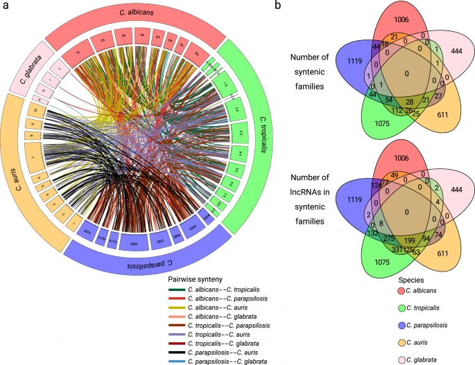 toni_gabaldon's tweet photo. Very glad to see our work on "The long non-coding RNA landscape of Candida yeast pathogens" out in @NatureComms 
#Candida pathogens have hundreds of #lncRNAs that are poorly conserved, but co-expressed with protein-coding genes, some are infection-specific
https://t.co/ep0J9CSQFc https://t.co/rKcLhBknm1