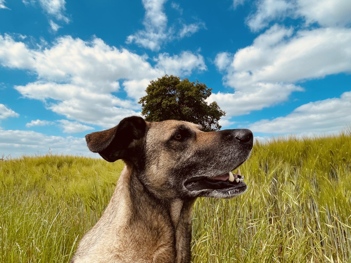 SqUaReMiLe_UK's tweet image. Marley, the #TreeClub 🐶 wishes you all a great day 🥰 #waitingforsummer

@N0TINSERVICE @ResponsePS @virtuallysoph @thedogman_918 @Perfect12577851 #dogsoftwitter @TomGaymor @sophiel2405 @AutoInfatuation @CopMoustache @ShortArmOfLaw @SimondeasSimon @Rokcorp
