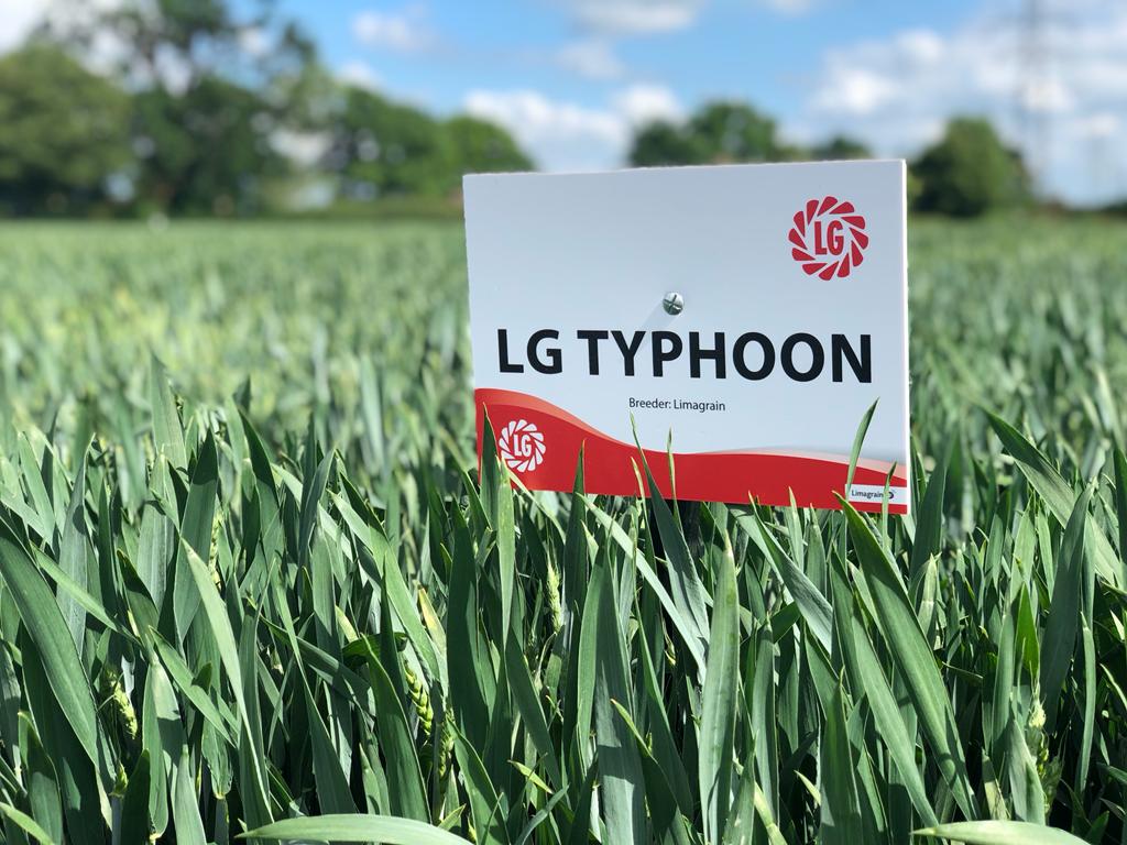 LGSeedsUK's tweet photo. Brand-new hard feed wheat ‘LG Typhoon’ has a fantastic agronomic package! 🌾

⭐️ YR = 9
⭐️ Septoria = 7.2

More info 👉 https://t.co/kqOa146dJC https://t.co/NZwU9CCGtN