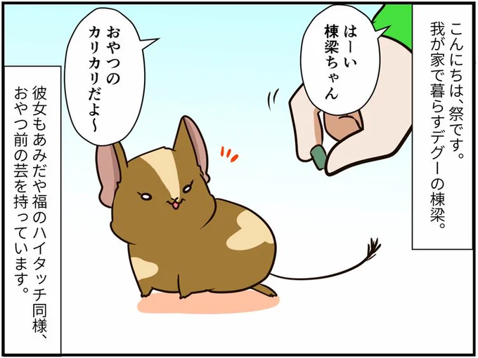 チンチライフ!更新されてます〜久しぶりの棟梁の話しつこくて嫌われた!? デグーに頬ずりするのがやめられない件 【チンチライフ126話】  #チンチラ#chinchilla#デグー#degu#エッセイ#漫画が読めるハッシュタグ 