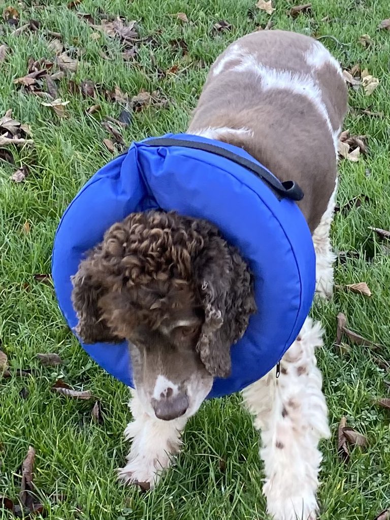 SpanielsSuper's tweet photo. I’m in trouble again! Mum made me go out looking ridiculous 🥴 I devised a cunning plan 😊 it worked…Just call me Snodhini. Mum spotted me immediately & back into the cone of shame ☹️It was good while it lasted! #Busted #HoudiniSpaniel #InTroubleAgain #TwiceIn24Hours #PoorSnoopy https://t.co/IQtkthfsEp
