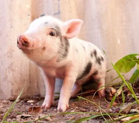 JohnOberg's tweet photo. Bacon is *NEVER* worth harming a little guy like this one. 🧡 https://t.co/MrHfFdo31m