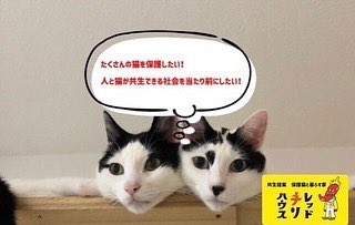rakkuraya's tweet photo. 人と猫が共生出来る社会を目指して、
保護猫と暮らす家を作り、
この活動を事業として成り立たせる事を目標として、本日より#クラウドファンディングに挑戦します！
https://t.co/HQMwSDwNvm

#保護猫と暮らす家 #readyfor #クラファン #保護猫 #猫好き #猫好きさんと繋がりたい #ねこすたぐらむ #cat https://t.co/oUXsAv981w