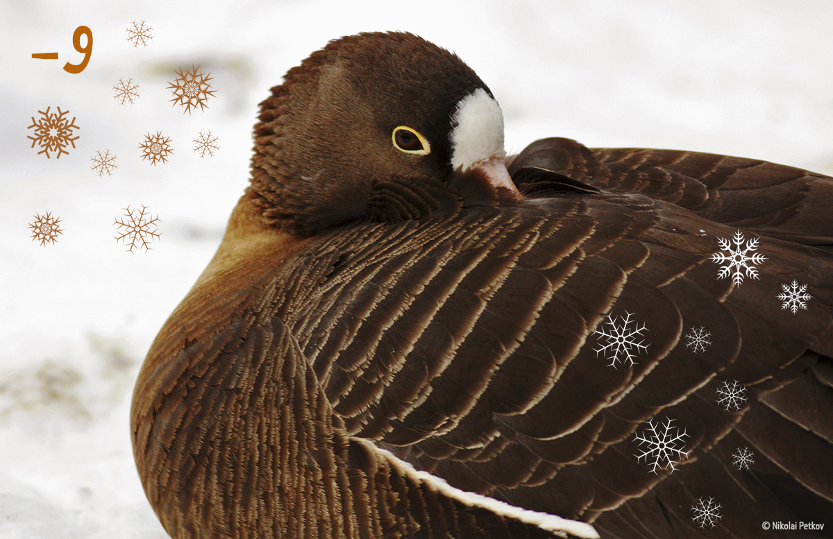ornithologiki's tweet photo. 10 πουλιά 🐦του χειμώνα, 1 για κάθε ημέρα ως τα 🎄Χριστούγεννα!
9️⃣ Νανόχηνα
Οι ακριβοθώρητες χήνες του Βορρά διανύουν κάθε χρόνο χιλιάδες χιλιόμετρα από τον Αρκτικό Κύκλο ως τη Μεσόγειο για να ξεχειμωνιάσουν στους φιλόξενους υγρότοπους της Β. Ελλάδας.
#ChristmasBirds #LWfG https://t.co/WO3lSieDs6