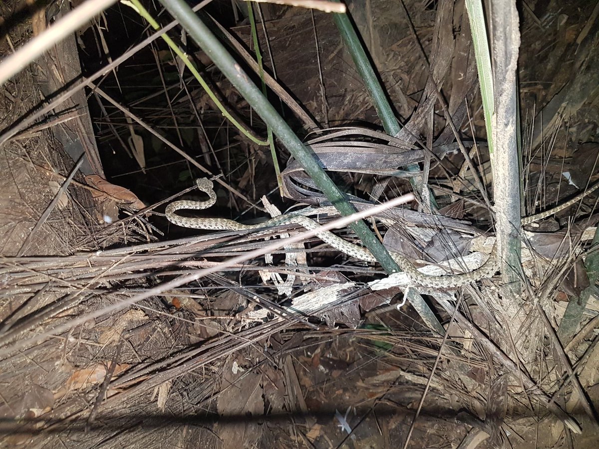 Successfully defended my PhD. thesis this morning, more than 30 people listened to me talk about little mostly green snakes- green pit viper behavior, activity patterns, and conservation with some computer vision thrown in