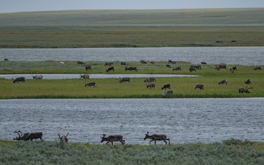 UArctic (@uarctic) on Twitter photo In the article "Eating Plants to Mitigate the Impacts of Climate Change on Tundra" the #ThematicNetwork on <a href="/HerbivoryN/">Herbivory Network</a>, with partners from nine UArctic member universities, explores the role of herbivory throughout the Arctic.
Read the article here⬇️
uarctic.org/news/2021/12/e… In the article "Eating Plants to Mitigate the Impacts of Climate Change on Tundra" the #ThematicNetwork on <a href="/HerbivoryN/">Herbivory Network</a>, with partners from nine UArctic member universities, explores the role of herbivory throughout the Arctic.
Read the article here⬇️
uarctic.org/news/2021/12/e…