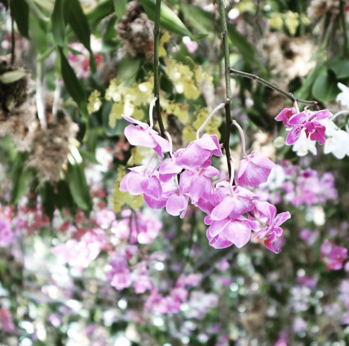 kappamovie's tweet photo. 𓇼teamLab in豊洲𓇼
@teamLabPlanets 

【胡蝶蘭】
花言葉は「幸福が飛んでくる」
また、ピンクの胡蝶蘭は「あなたを愛しています」
という意味もあるそうです✨

#胡蝶蘭
#花言葉
#ミラーレス一眼
#パパカメラ
#フォト
#動画クリエイター
#動画編集
#チームラボプラネッツ
#チームラボ豊洲 https://t.co/O3N6AAh2i7
