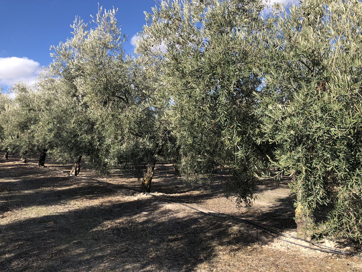 IfapaOlivar's tweet photo. Ventosa mañana tomando muestras en nuestro ensayo de fertilización cerca de Aguadulce (Sevilla). Y de paso podemos comprobar cómo poco a poco el paisaje olivarero va cambiando alrededor. https://t.co/rYInbpaa8V