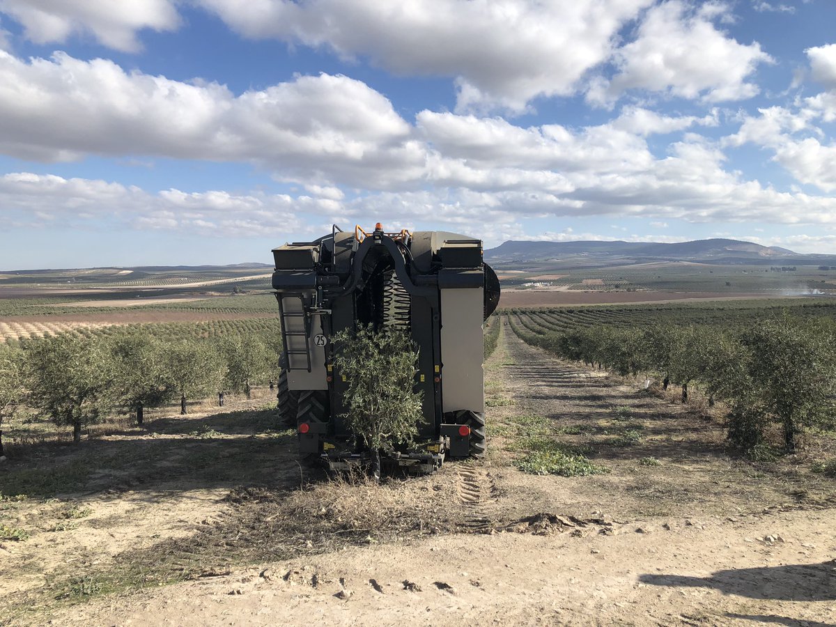 IfapaOlivar's tweet photo. Ventosa mañana tomando muestras en nuestro ensayo de fertilización cerca de Aguadulce (Sevilla). Y de paso podemos comprobar cómo poco a poco el paisaje olivarero va cambiando alrededor. https://t.co/rYInbpaa8V
